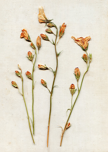 Composition of dried meadow yellow orange flowers on rustic linen fabric background. Herbarium hobby concept