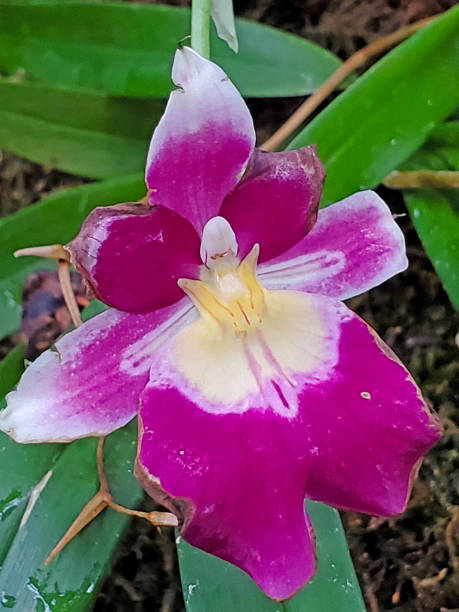 orchidée à fleurs de dendrobium noble pourpre - dendrobium photos et images de collection