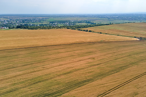 Aerial landscape view of yellow cultivated agricultural field with ripe wheat on bright summer day.