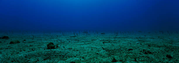 jardín de hierba de anguila submarina - lecho del mar fotografías e imágenes de stock