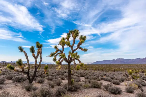 Two Joshua trees stand apart from the rest in Arizona's Joshua Tree Forest near Grand Canyon West.