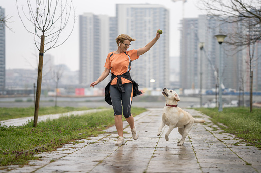 Mature woman playing fetch with her Labrador dog in the park, she is also jogging outdoors.