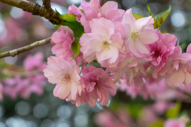 istock Close Up Of Cherry Blossoms(satozakura) 1392427126