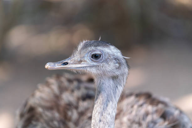 "ñandú"일반적인 rhea 또는 pampas choique (rhea americana)는 rheidae 가족의 조류 종입니다. 그것은 남아메리카에서만 발견됩니다. 그것은 같은 가족에 속하지 않지만, 그것은 또한 "타조"(avestruz)라고도합� - bird common rhea south america beak 뉴스 사진 이미지