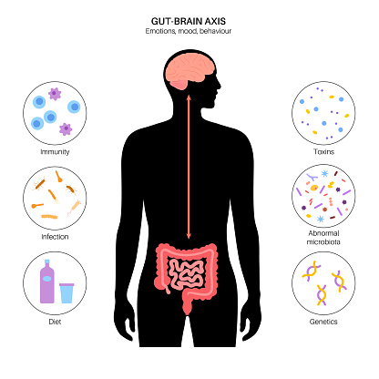 Gut brain connection, dysbiosis concept. Microbiome in the human body. Signals from brain to the digestive tract. Enteric nervous system, intestine anatomy. Colon and cerebrum flat vector illustration