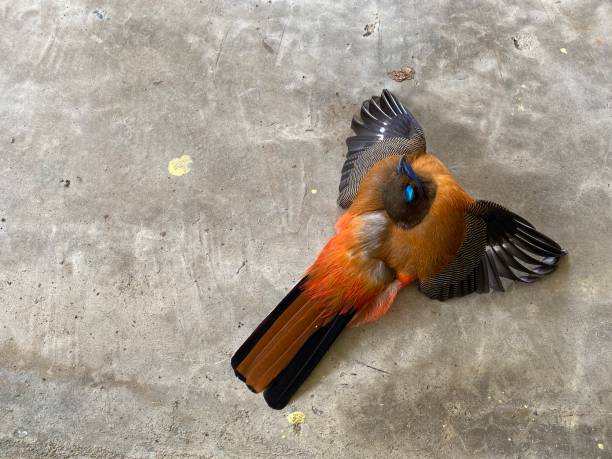 Saving injured bird or sick bird