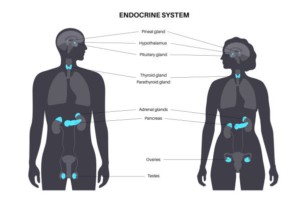 Human endocrine system vector art illustration