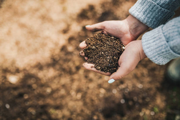 Save the soil! Female farmer with soil in her hands. plant fertilizer stock pictures, royalty-free photos & images