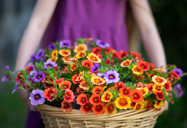 istock Happy Mother's Day Floral Petunia Background with copy space for text. 1392432579
