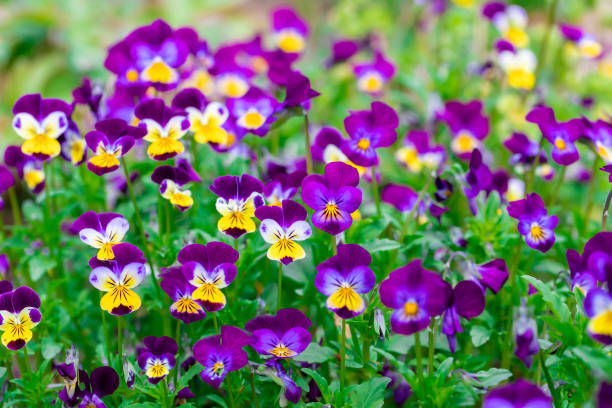 Bright Blossoming Tricolor Pansy Garden