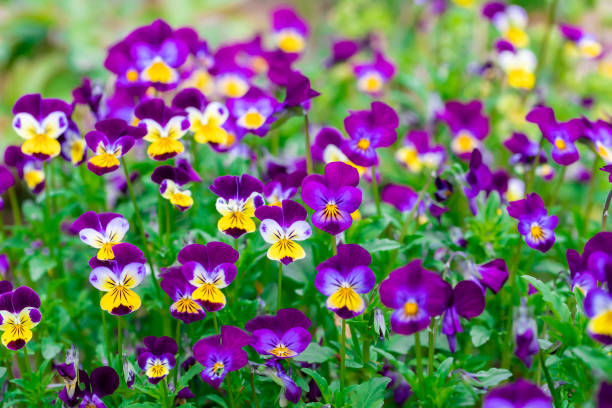 Bright Blossoming Tricolor Pansy Garden Bright Blossoming Tricolor Pansy Garden viola tricolor stock pictures, royalty-free photos & images