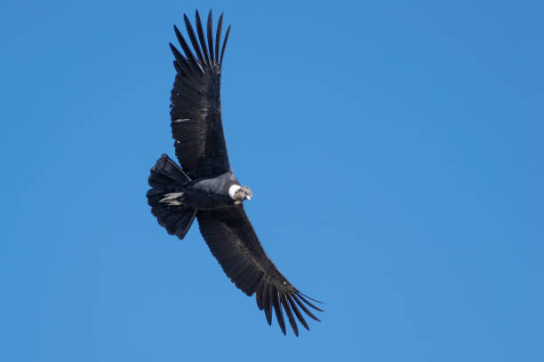 istock Andean Condor, Colca Canyon, Peru 1392436072