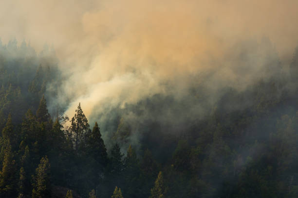 istock Forest fire due to climate change, pine forest in Patagonia. 1392439777