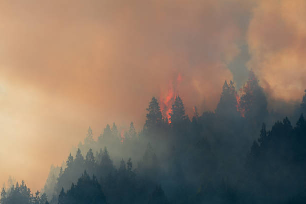 istock Forest fire caused by natural lightning during a storm. 1392441696