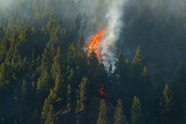 istock Forest fire due to climate change, pine forest in Patagonia. 1392442761