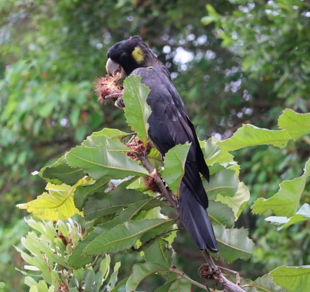 istock Yellow-Tailed Black Cockatoo 1392443529