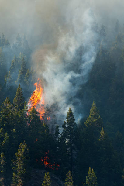 istock Forest fire caused by natural lightning during a storm. 1392443531