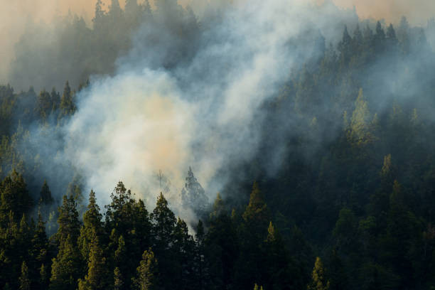 istock Forest fires due to climate change worldwide. 1392443535