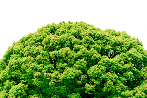 Fresh green leaves of Camphor tree in springtime with copy space.