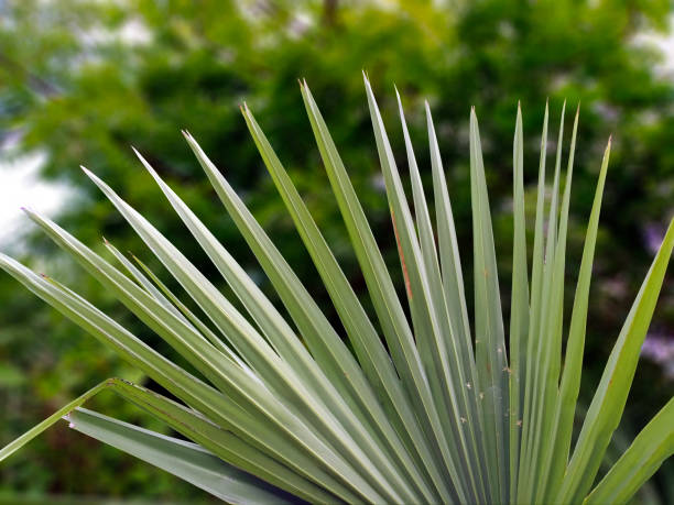 SAW PALMETTO Saw Palmetto Fronds Close Up. Blur background. saw palmetto stock pictures, royalty-free photos & images