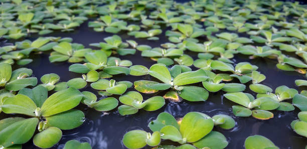 водяной салат - water lettuce plant water plant water стоковые фото и изображения