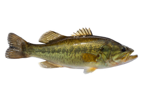 Fresh largemouth bass isolated on white background stock photo