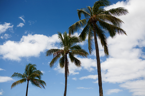 View of three palm trees