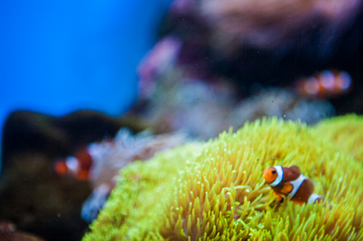Close-up of anemone Fish