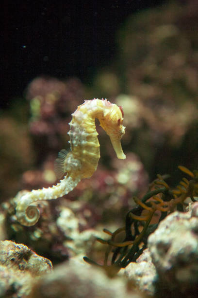istock View of sea horse 1392446683