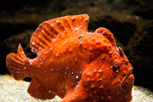 Close-up of orange fish