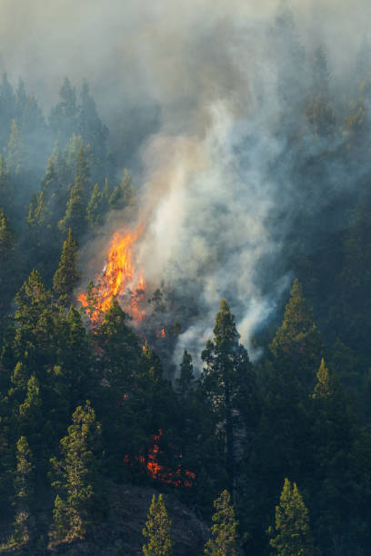 istock Forest fire due to climate change, pine forest in Patagonia. 1392447474