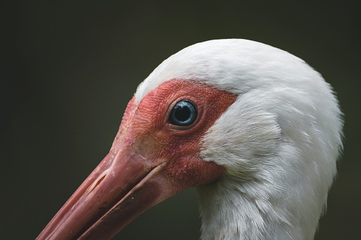 Close-up of a stork in the wild. Showing the face with eye and long throat and beak. Extreme high resolution.