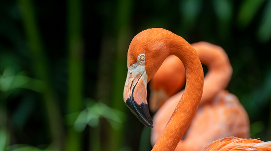 Lots of pink flamingos in the bird park. Beautiful pink flamingos enjoy their flocks.