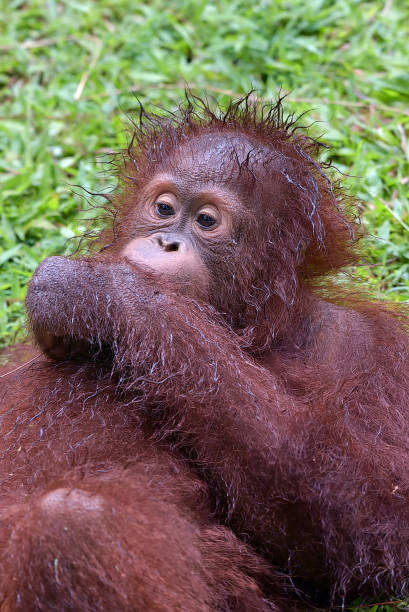 милое поведение детенышей орангутанов - 11316 стоковые фото и изображения