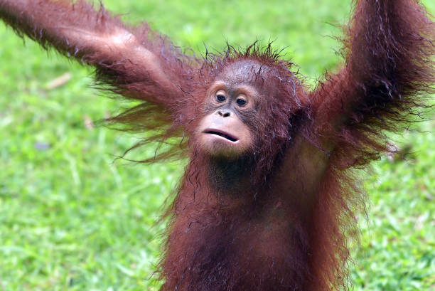 cute behavior of baby orangutans - 11315 imagens e fotografias de stock