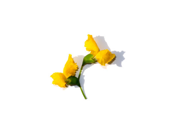 Close up Burmese Rosewood, Andaman Redwood, Amboyna Wood flower on white background. stock photo