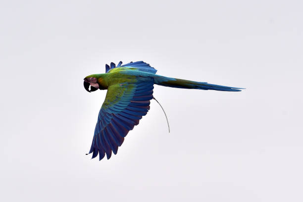 ara papageien während eines fluges - 11320 stock-fotos und bilder