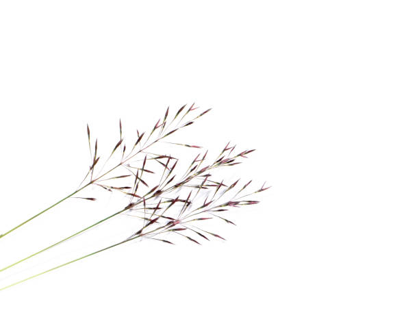 feche a flor de aciculato de crisopogon em fundo branco. - augustine - fotografias e filmes do acervo