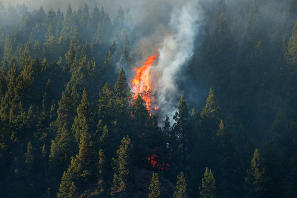 istock Forest fire caused by natural lightning during a storm. 1392448293