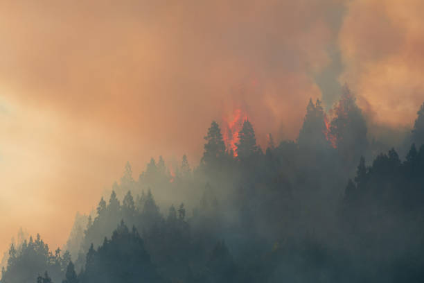 istock Forest fire caused by natural lightning during a storm. 1392448294