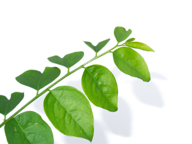 흰색 배경에 스타 구즈 베리 잎을 닫습니다. - gooseberry fruit growth green 뉴스 사진 이미지