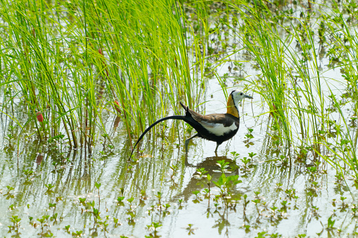 Pheasant-tailed Jacana feeding in a pond with vegetation. Long-tailed bird. Guantian Pheasant-tailed Jacana Ecological Education Park. Tainan City, Taiwan.