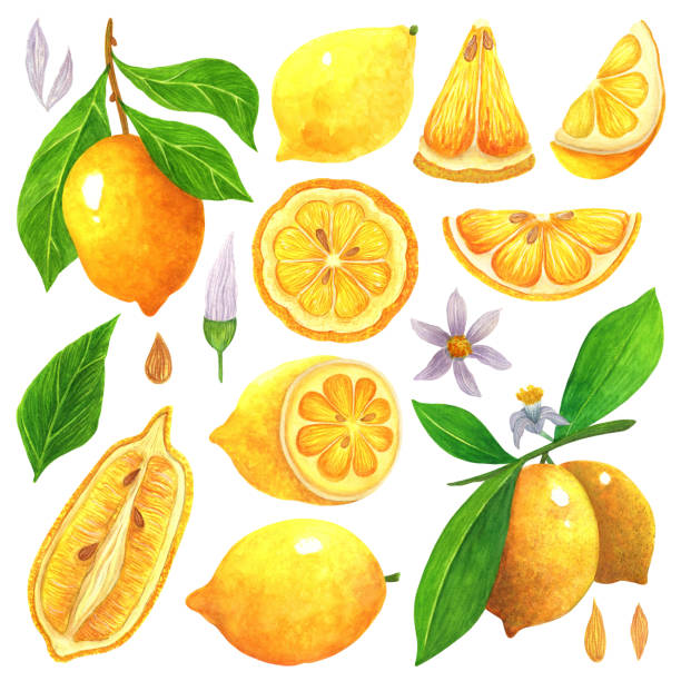 レモン水彩画コレクション。トロピカル熟した果物のセット。枝の上の柑橘類、半分に切る、スライス、葉、花、芽、種子。酸っぱい庭のデザート。白い背景に分離された手描きのイラスト - agriculture branch cut flowers citrus fruit点のイラスト素材／クリップアート素材／マンガ素材／アイコン素材