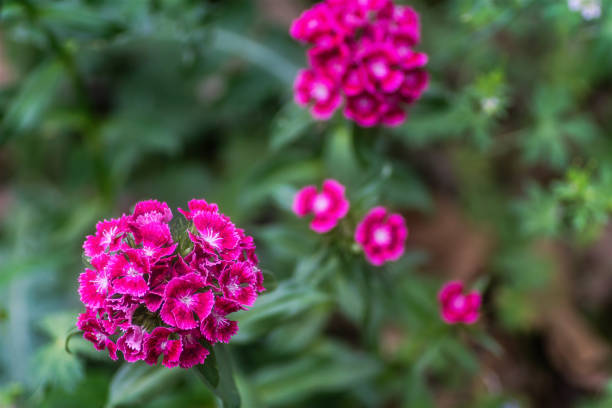 istock Sweet William flower 1392450354