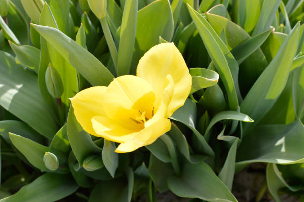 istock Blooming Yellow Tulip flower in spring. 1392451362