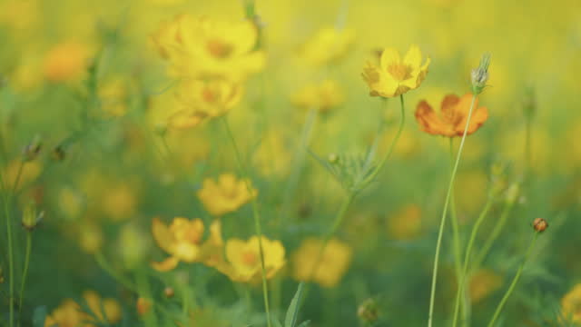 Close up of Yellow cosmos flower in an agricultural garden