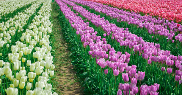 istock Blooming Tulips flowers field in spring. 1392451747