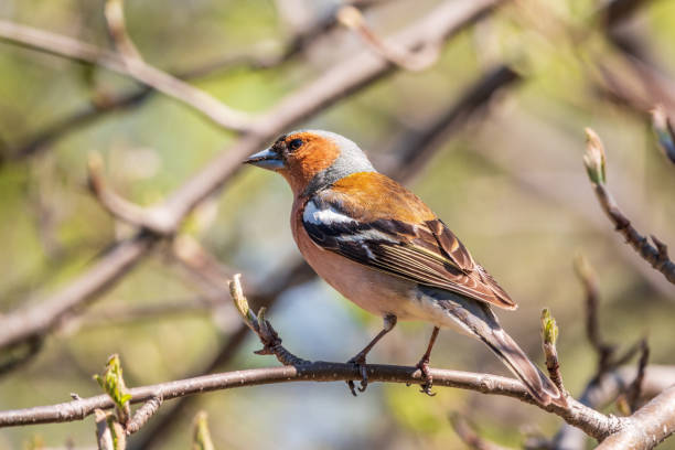 istock Common chaffinch, Fringilla coelebs, sits on a branch in spring on green background. Common chaffinch in wildlife. 1392452684