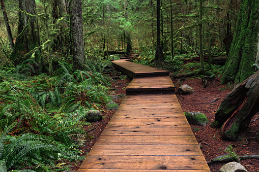 Woodland trails through Lynn Canyon park, located in beautiful British Columbia.