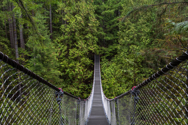 parc de lynn canyon - pont suspendu photos et images de collection